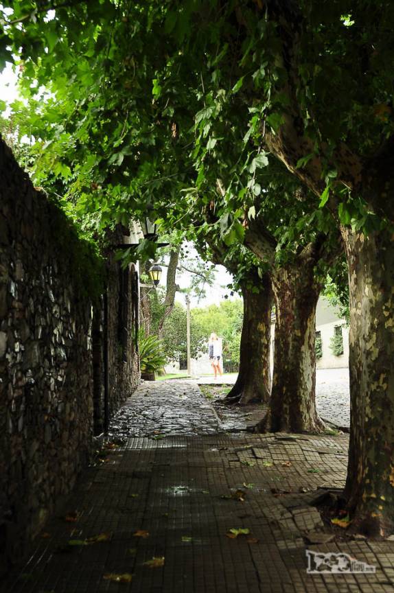 Rua arborizada de Colonia del Sacramento, no sul do Uruguai